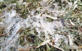 Snow mold damage to grass