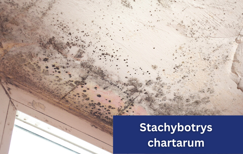 stachybotrys chartarum