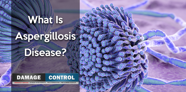 What Is Aspergillosis Disease?