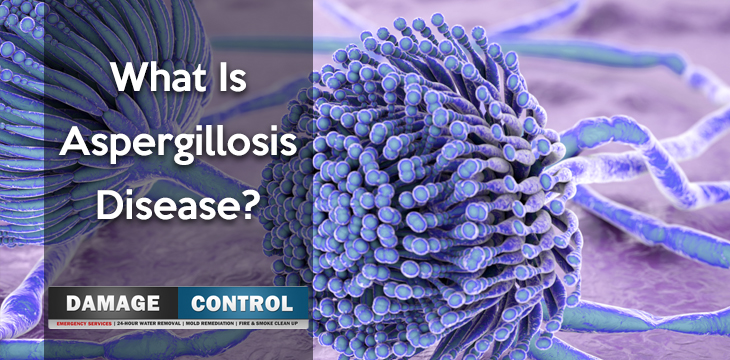 aspergillosis disease