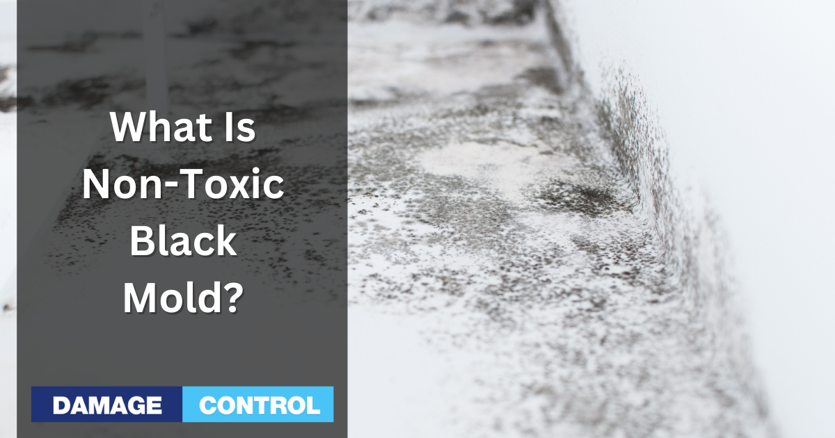 What is Non Toxic Black Mold?