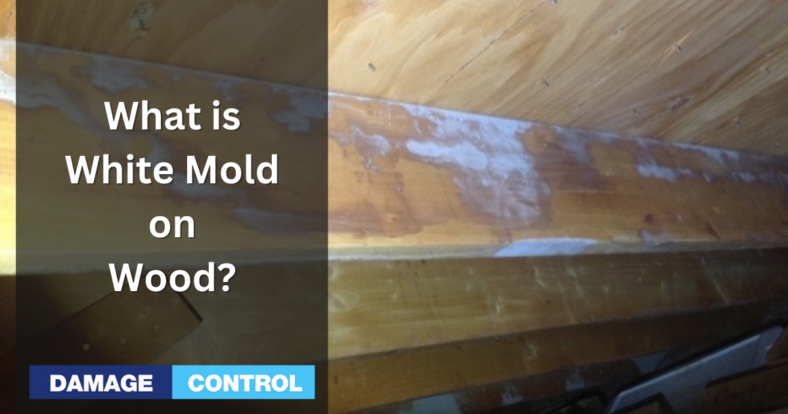 What is white mold, and why is it on my wood?