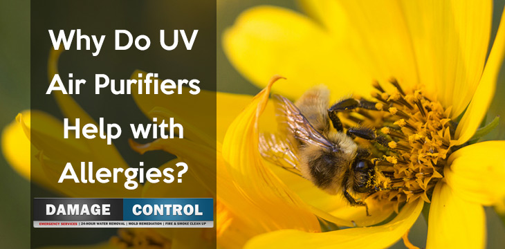 uv air purifiers remove allergens